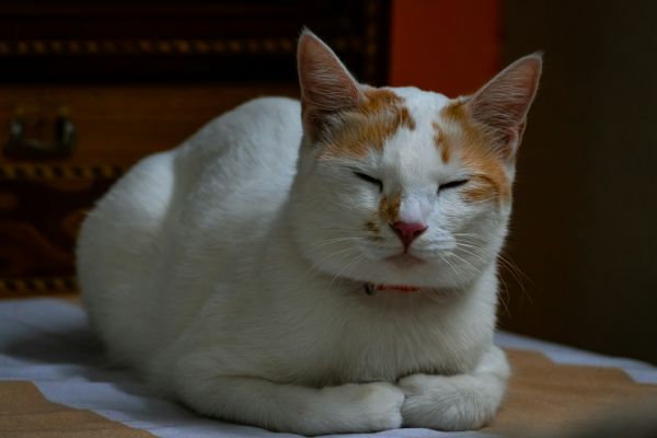 À quel âge un chat devient-il calme et serein ?