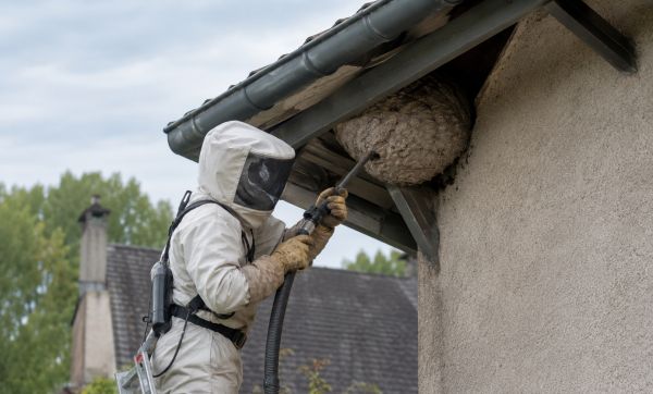 Intervention rapide pour un nid de frelons asiatiques à Pau