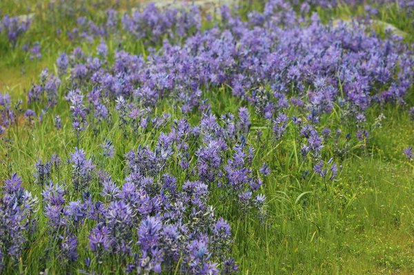 ¿Cómo construir una cama elevada de jardín utilizando materiales reciclados?